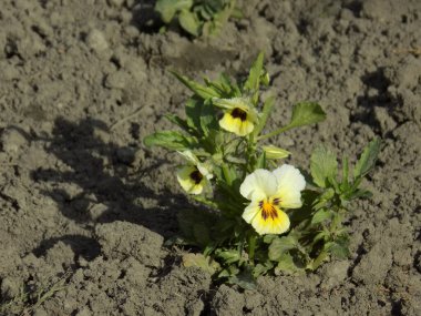  Üç renkli menekşe, vahşi nonoş (Viola üç renkli L.)         