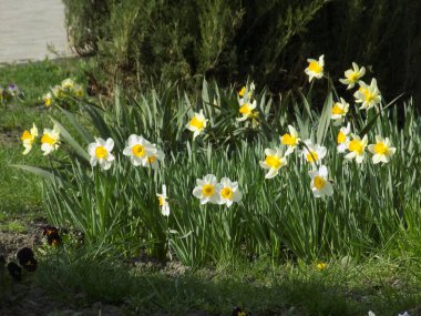 Narcissus (Narcissus), Amarillis familyasından bir bitki cinsidir.          