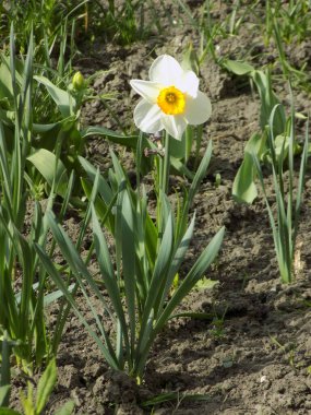 Narcissus (Narcissus), Amarillis familyasından bir bitki cinsidir.          