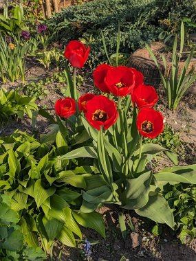   Tulipa, zambak familyasından bir bitki cinsidir..