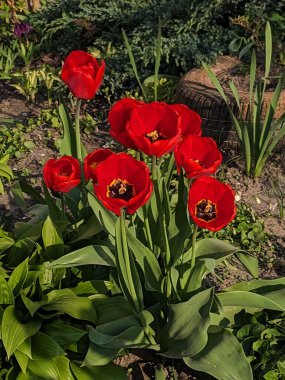   Tulipa, zambak familyasından bir bitki cinsidir..