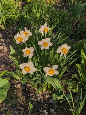 Narcissus (Narcissus), Amarillis familyasından bir bitki cinsidir.