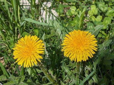 Karahindiba, karahindiba, Asteraceae ailesinin karahindiba familyasından uzun ömürlü bir bitkidir.