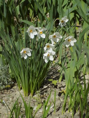 Narcissus (Narcissus), Amarillis familyasından bir bitki cinsidir.          