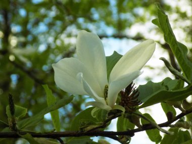 Magnolia, manolya familyasından büyük bir bitki cinsidir.