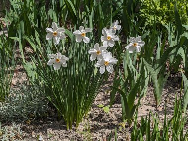 Narcissus (Narcissus), Amarillis familyasından bir bitki cinsidir. 