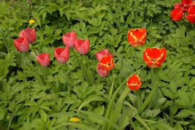  Tulipa, zambak familyasından bir bitki cinsidir..