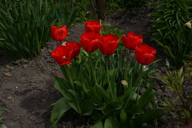  Tulipa, zambak familyasından bir bitki cinsidir..