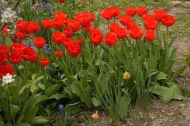  Tulipa, zambak familyasından bir bitki cinsidir..