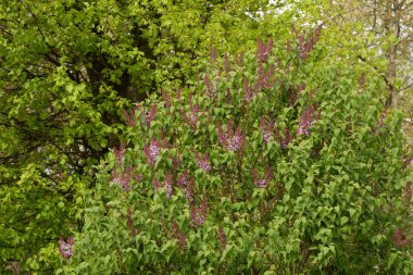 Sıradan yaban domuzu (Şırınga bayağılığı))