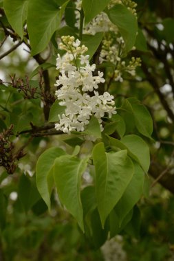 Sıradan yaban domuzu (Şırınga bayağılığı))