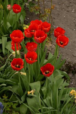  Tulipa, zambak familyasından bir bitki cinsidir..