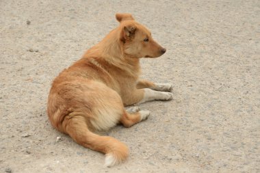  Köpek ya da evcil köpek (Canis lupus familiaris)) 