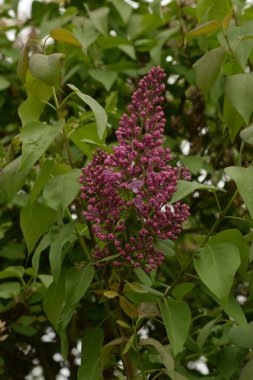 Sıradan yaban domuzu (Şırınga bayağılığı))