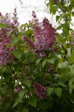 Sıradan yaban domuzu (Şırınga bayağılığı))