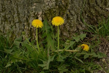 Karahindiba, karahindiba, Asteraceae ailesinin karahindiba familyasından uzun ömürlü bir bitkidir.