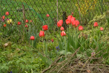  Tulipa, zambak familyasından bir bitki cinsidir..