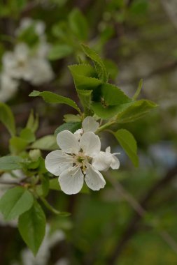 Beyaz elma çiçeği, bahar.