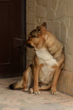  Köpek ya da evcil köpek (Canis lupus familiaris)) 