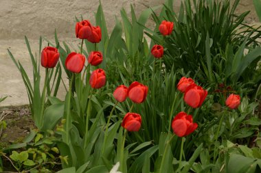  Tulipa, zambak familyasından bir bitki cinsidir..