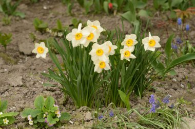 Narcissus (Narcissus), Amarillis familyasından bir bitki cinsidir. 