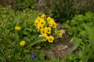 Üç renkli menekşe, vahşi nonoş (Viola üç renkli L.)