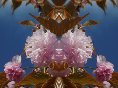  Japon kirazı ya da sakura.         