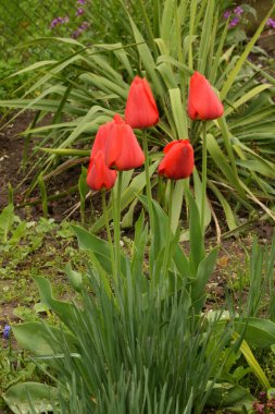  Tulipa, zambak familyasından bir bitki cinsidir..