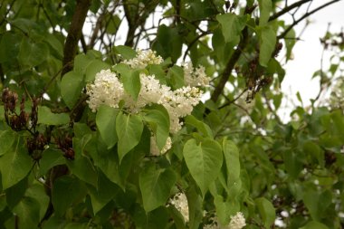 Sıradan yaban domuzu (Şırınga bayağılığı))