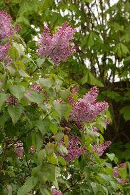Sıradan yaban domuzu (Şırınga bayağılığı))
