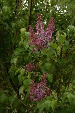 Sıradan yaban domuzu (Şırınga bayağılığı))