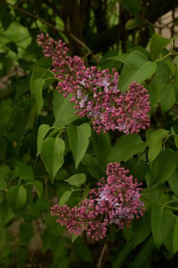 Sıradan yaban domuzu (Şırınga bayağılığı))