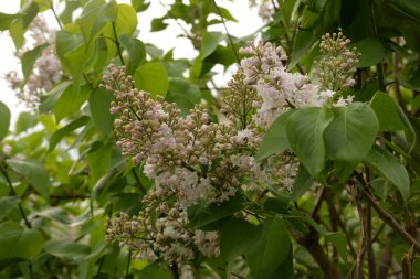 Sıradan yaban domuzu (Şırınga bayağılığı))
