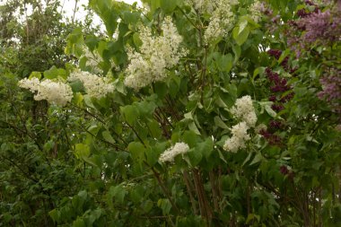 Sıradan yaban domuzu (Şırınga bayağılığı))