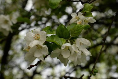  Beyaz elma çiçeği, bahar.