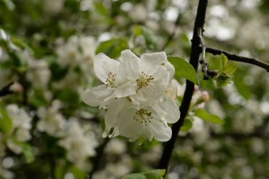  Beyaz elma çiçeği, bahar.