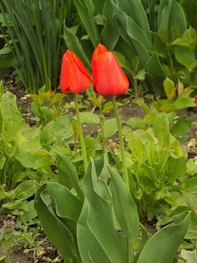 Tulipa, zambak familyasından bir bitki cinsidir..