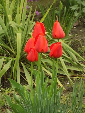 Tulipa, zambak familyasından bir bitki cinsidir..