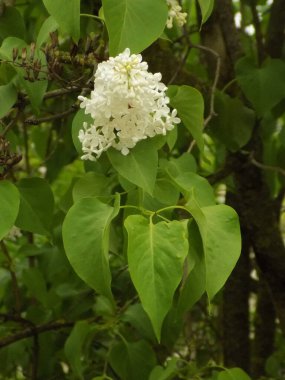 Sıradan yaban domuzu (Şırınga bayağılığı))