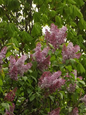 Sıradan yaban domuzu (Şırınga bayağılığı))