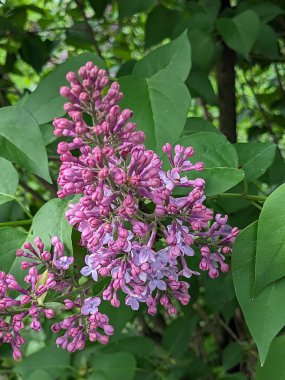 Sıradan yaban domuzu (Şırınga bayağılığı))