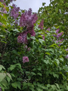Sıradan yaban domuzu (Şırınga bayağılığı))