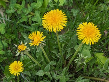 Karahindiba, karahindiba, Asteraceae ailesinin karahindiba familyasından uzun ömürlü bir bitkidir. 