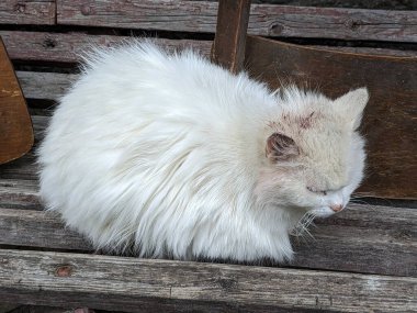 Kedi kedisi (Latince Felis Silvestris catus), kedigiller (Felis) familyasından bir kedi türü.)