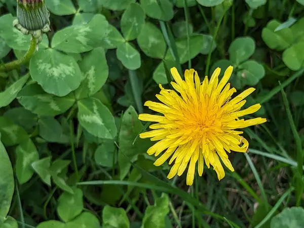 Karahindiba, karahindiba, Asteraceae ailesinin karahindiba familyasından uzun ömürlü bir bitkidir. 