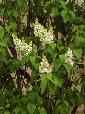 Sıradan yaban domuzu (Şırınga bayağılığı))          
