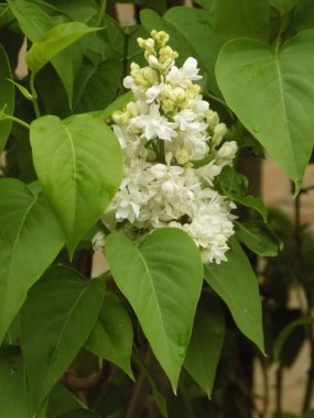 Sıradan yaban domuzu (Şırınga bayağılığı))          