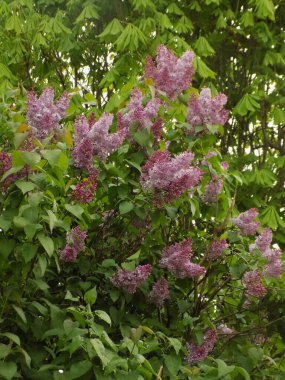 Sıradan yaban domuzu (Şırınga bayağılığı))          