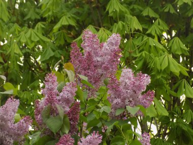 Sıradan yaban domuzu (Şırınga bayağılığı))          