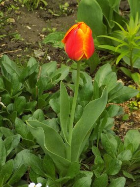 Tulipa, zambak familyasından bir bitki cinsidir..         